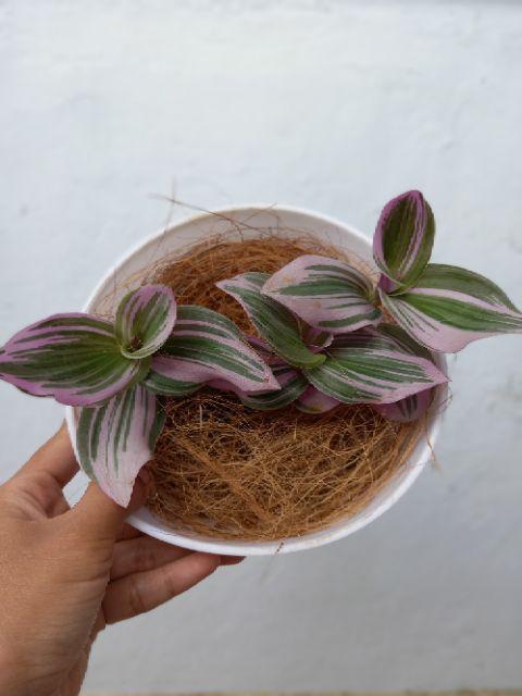 Tanaman Hias Nanouk Tradescantia