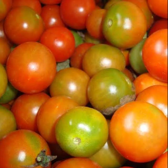 

Tokko Tomat Ekonomis