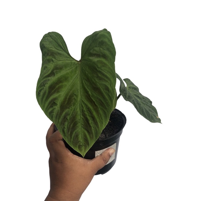 philodendron verrucosum