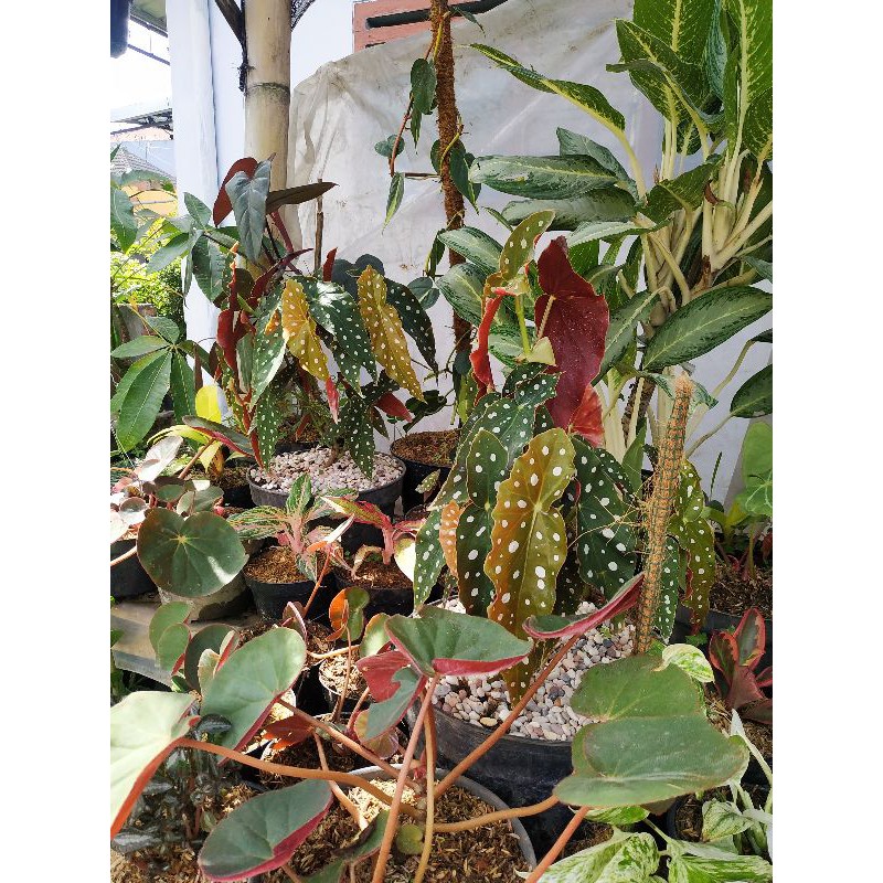 Bibit Begonia Polkadot Besar