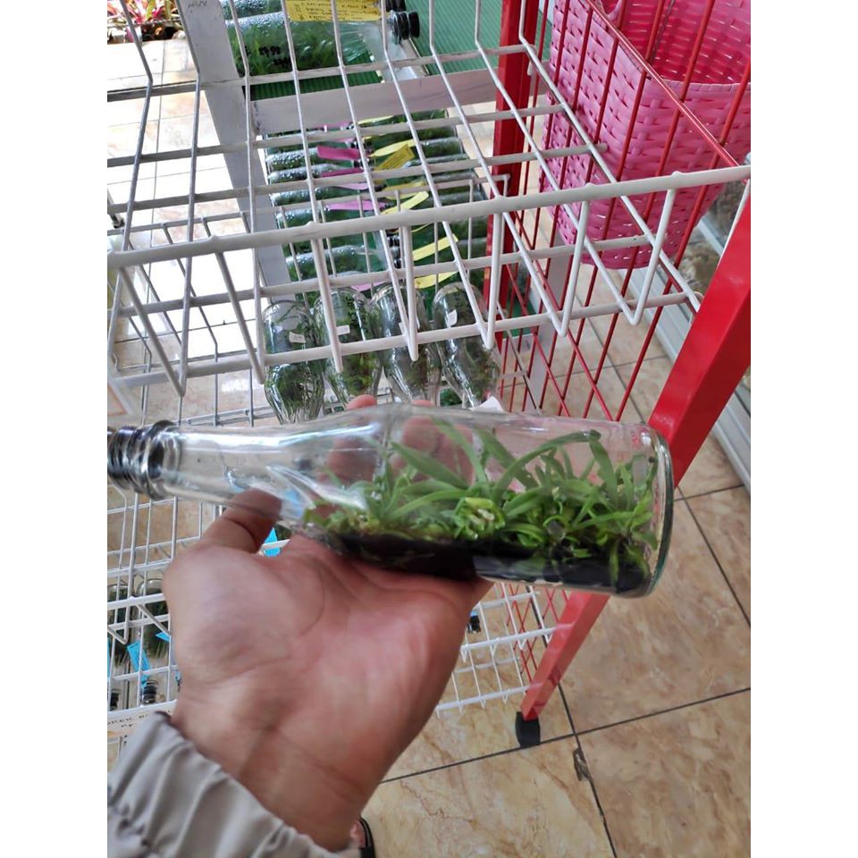 anggrek vanda botol siap aklim