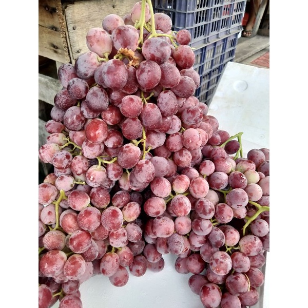 

anggur merah manis