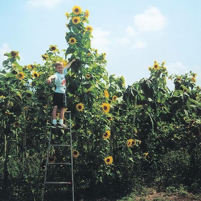 Bunga Matahari Russian Giant - Jual Benih Biji Sunflower Giant Sungold Bunga Matahari di ... / Kayak gini pertumbuhannya kalau di tanam dari biji sampai berbunga hello, my friend this time i shared a creative idea on how to make giant sunflowers from plastic bag.