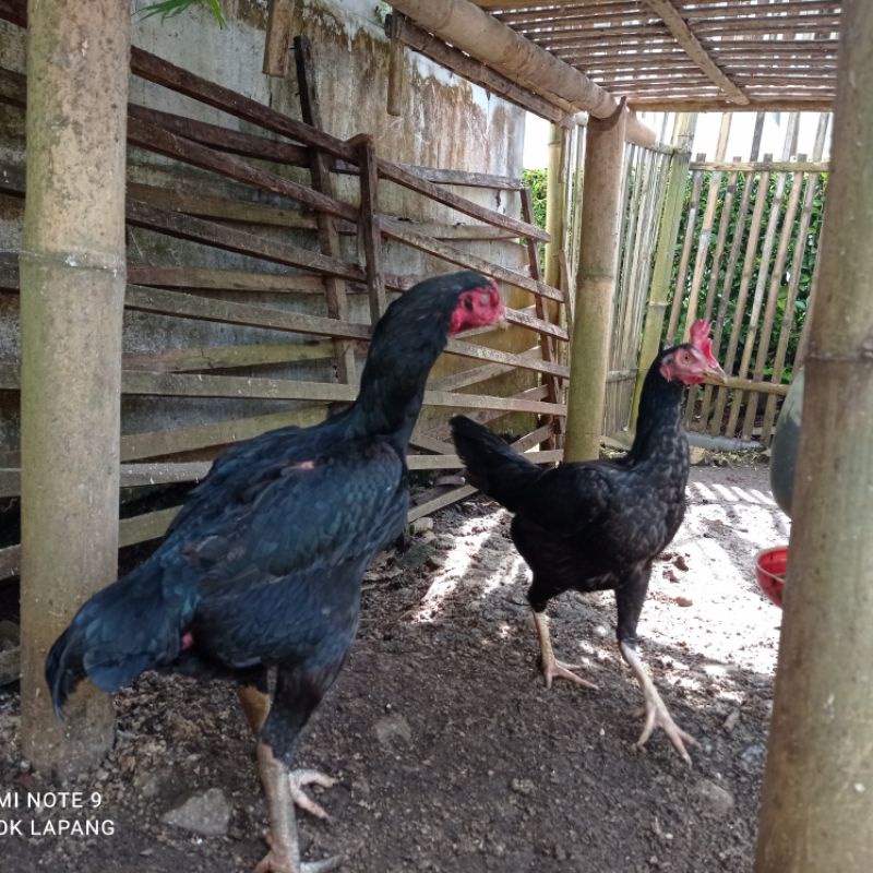 

Telur Ayam Bangkok Asli Petarung 1pcs