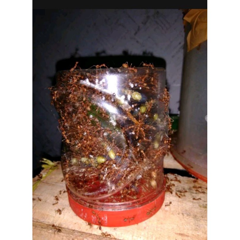 master ratu semut kroto +koloni 1toples
