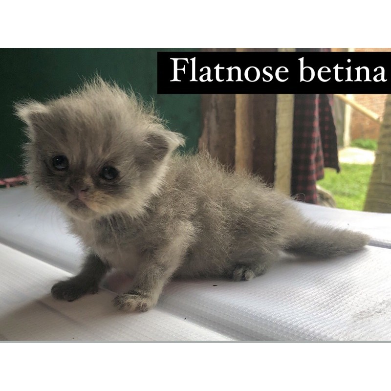 kitten flatnose