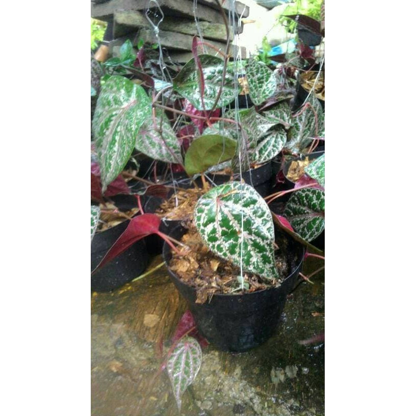 

tanaman herbal sirih merah