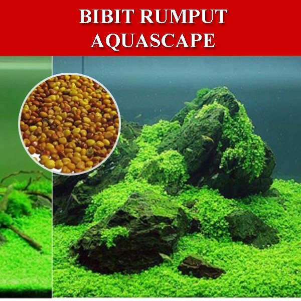 Bibit Rumput  Air Dekorasi Aquarium  Landscape Ornament 