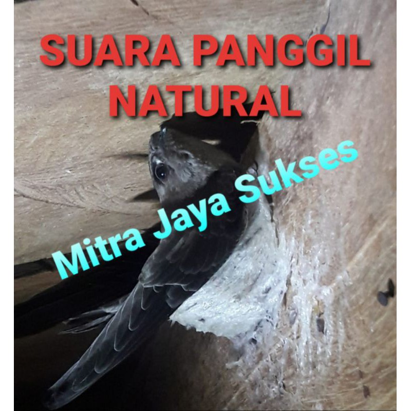 Suara Panggil Walet Natural