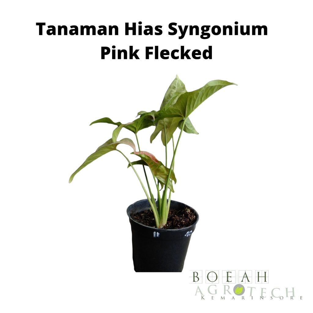 Tanaman Hias Syngonium Pink Flecked Tanaman Indoor