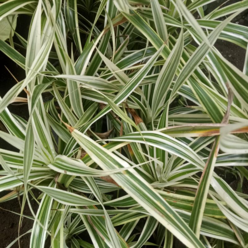 tanaman hias pandan variegata rimbun promo murah