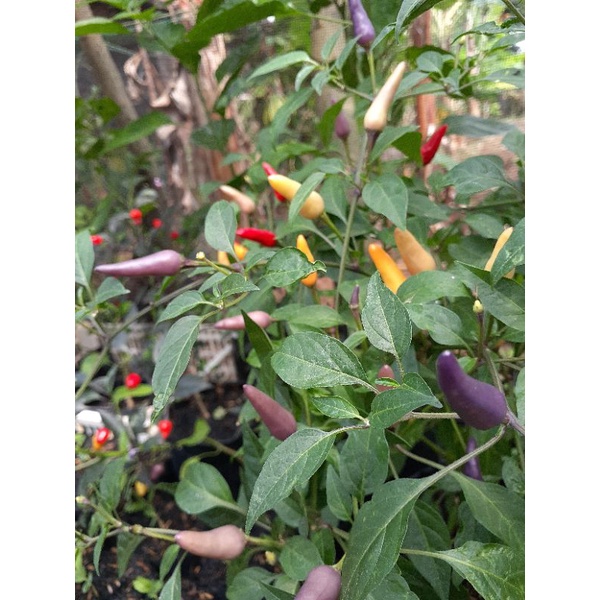 Cabe pelangi / bibit cabe pelangi