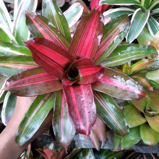Bromelia paketan 9 pohon