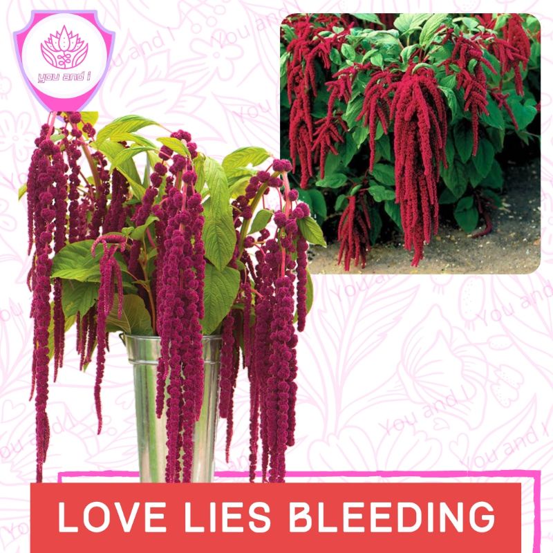 Benih (isi-3) LOVE LIES BLEEDING - Biji Bibit Bunga