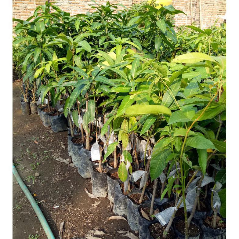 Bibit Mangga Manalagi Okulasi Cepat Berbuah @_@