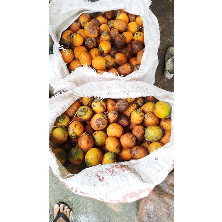 

Pinang Betara