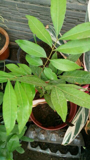 Diskon Bibit Tanaman Buah Apel Ana Manalagi Malang - Harga Petani