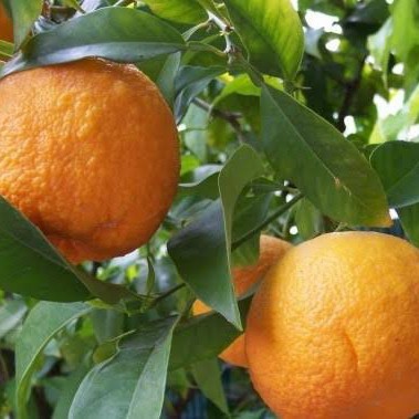 Bibit Jeruk Santang Mandu Pohon Jeruk Santang Madu Pohon Jeruk Santang Manis