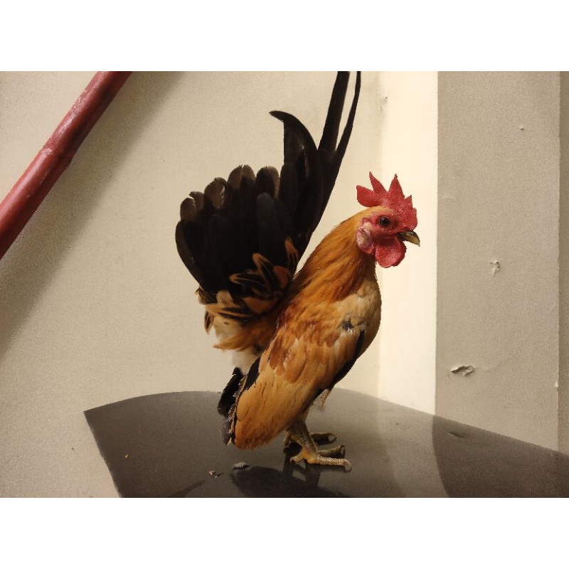 AYAM SERAMA SEPASANG