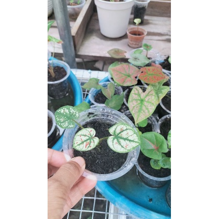 pink Guava size anakan