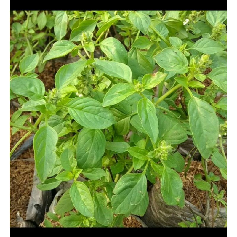 

bibit tanaman pohon kemangi tinggi 25-30cm