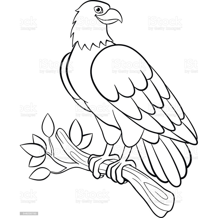 

Murah 20 Gambar mewarnai Burung (random)