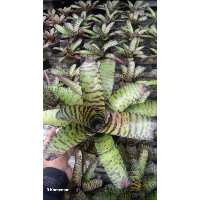 bromelia tiger