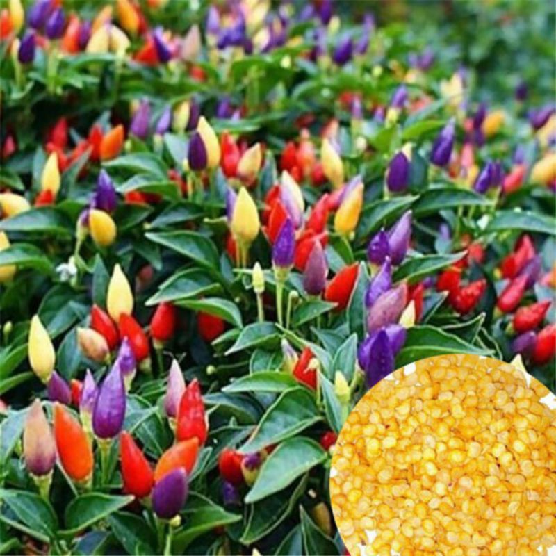 biji benih cabai pelangi