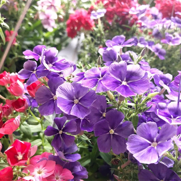 Bunga Edibel / Edible Flower Phlox Edible Garnish Kembang Hias Kue Pudding Cake Puding Garnis