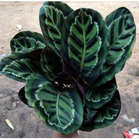 Calathea Linden