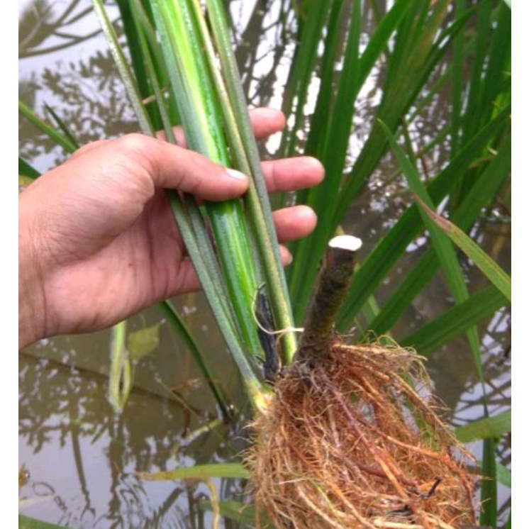 

Dlinggo/jaringao batang daun fresh 250grm