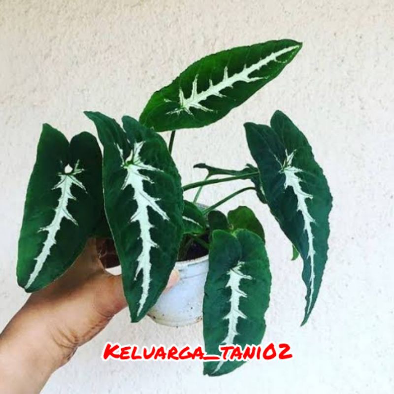 Tanaman Keladi Tikus /keladi Tengkorak