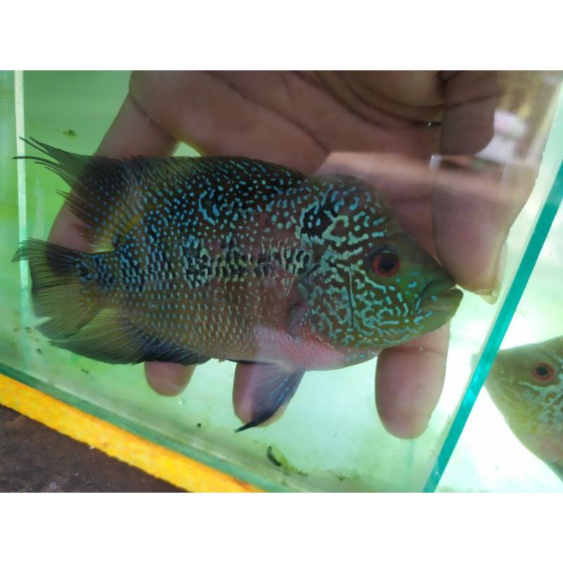 Burayak ikan louhan Cencu