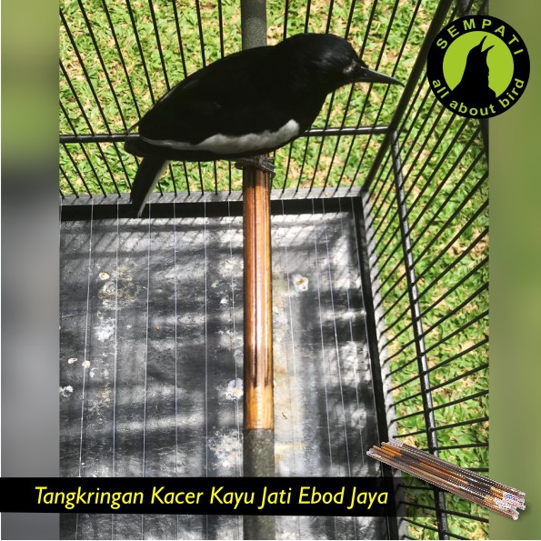 Tangkringan Sangkar Burung Kacer Poksay Jati Ebod Jaya Shopee