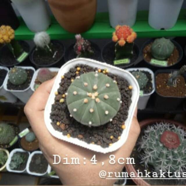 Astrophytum asterias nudum