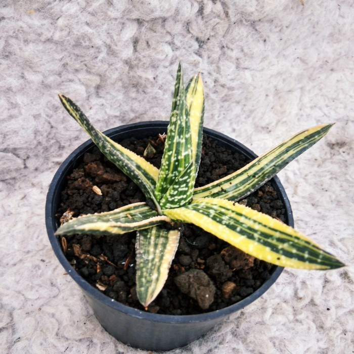 Gasteria gracilis varigated/ sukulen gasteria varigata/ tanaman indoor