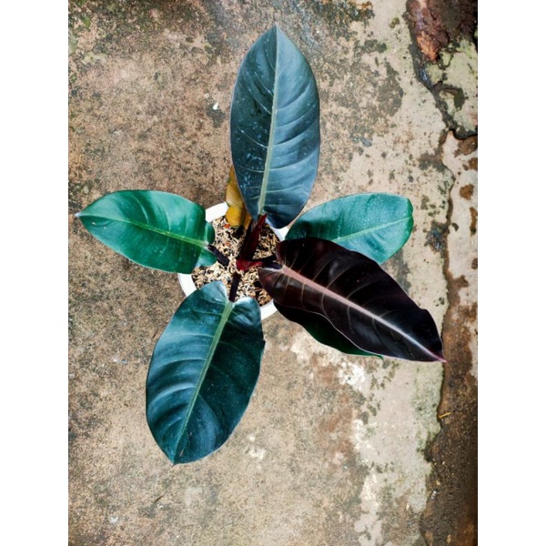 pilodendron black kardinal