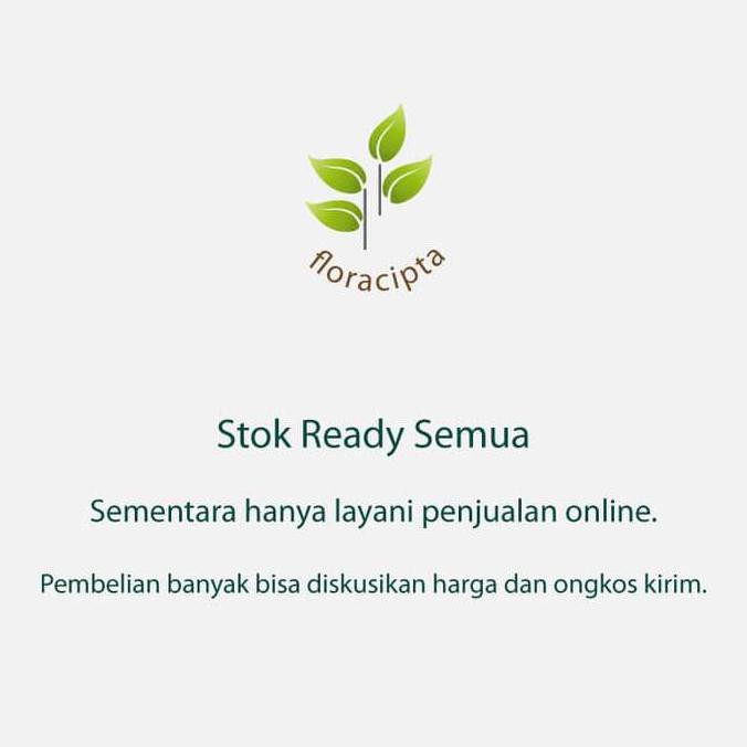 *_$ Bibit Pohon Matoa / Tanaman Buah Matoa / Buah Matoa Khas Papua @#