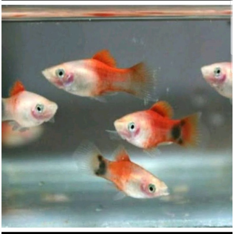 

Platy Coraline