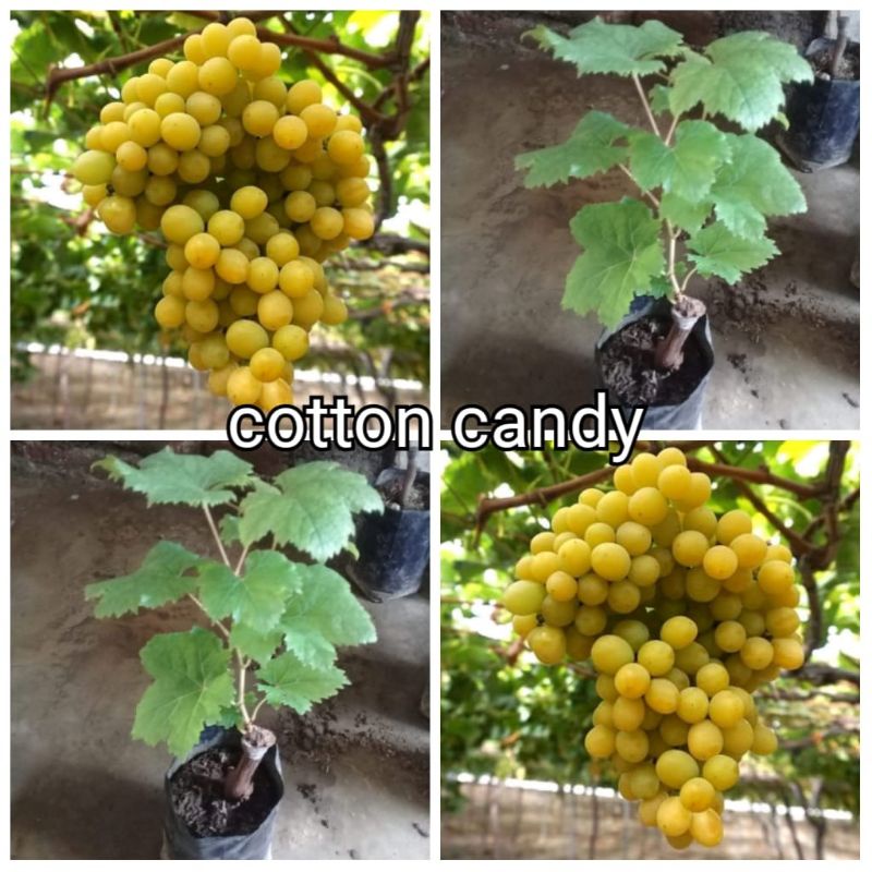 bibit anggur cotton candy import grafting