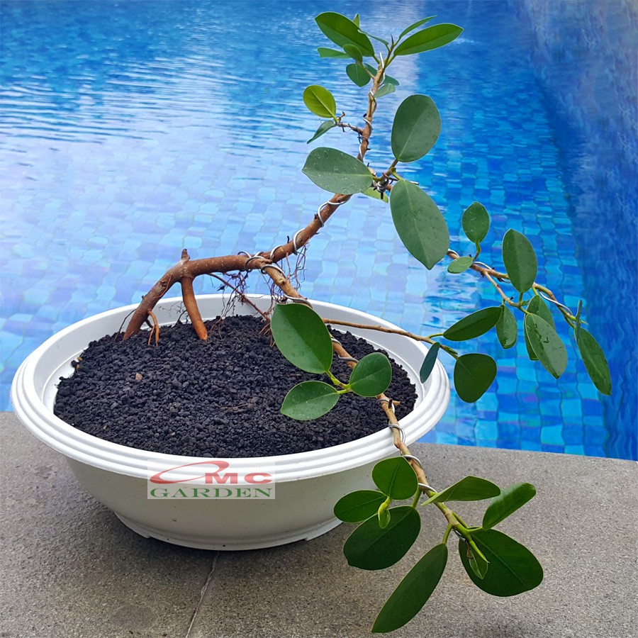 Tanaman Hias Pohon Bonsai Mame Beringin Korea Mini Dolar B-BK-017