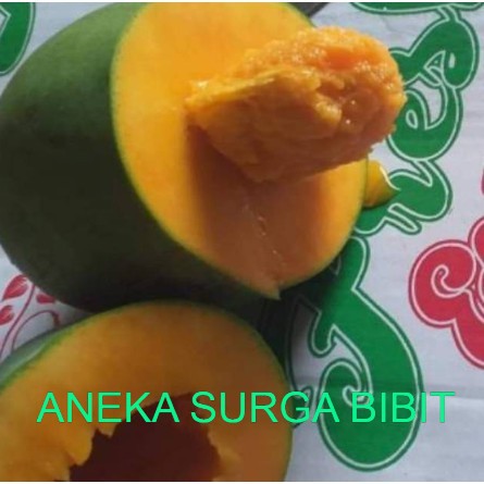 

mangga alpukat super unggul genjah