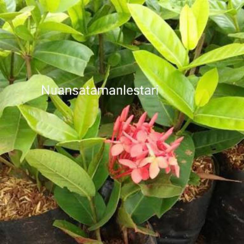 tanaman hias Soka Hawai bunga merah/pohon Soka bunga merah