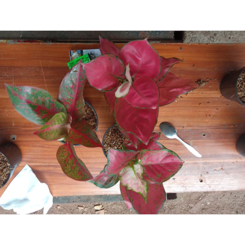 Aglonema paket 3 pot dewasa (red Stardust,red anjamani,pink chatrina)