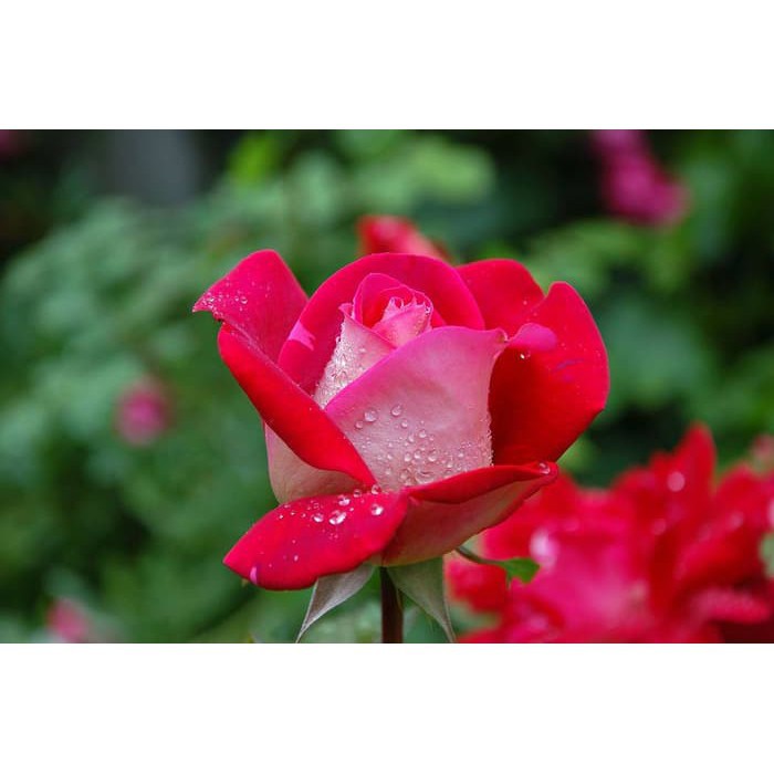 tanaman bunga mawar hidup rose kondisi kuncup / berbunga bunga besar wangi 13