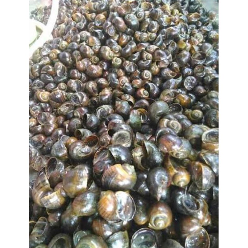 Keong Sawah, Keong Mas per KG