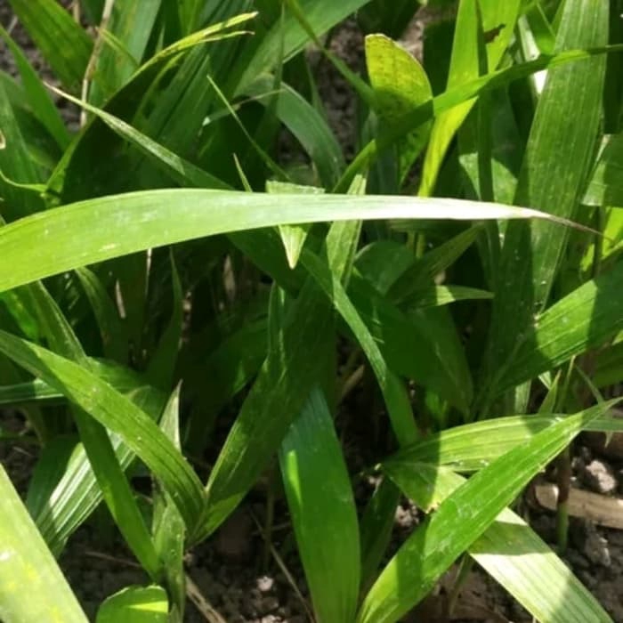 PROMO Bibit pohon palem putri - tanaman hias palm putri - pohon palm