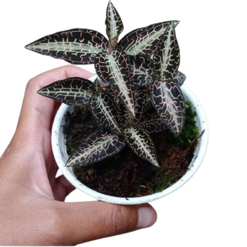 Jual Readyy Tanaman hias jewel orchid goodyera snakes/kiaksara/jawel
