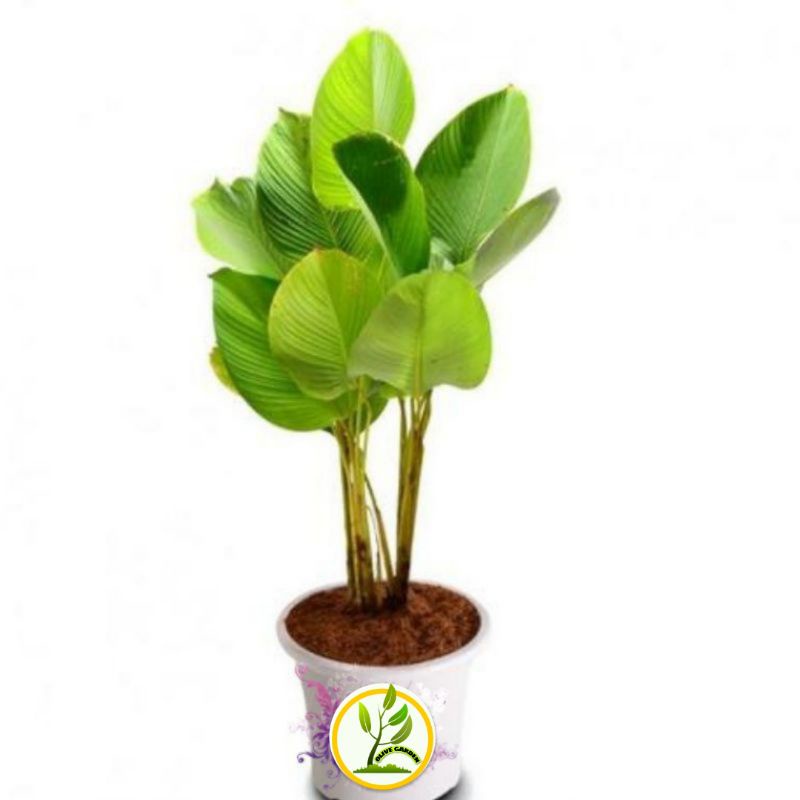 tanaman hias calathea lutea - pohon calathea pisang pisangan