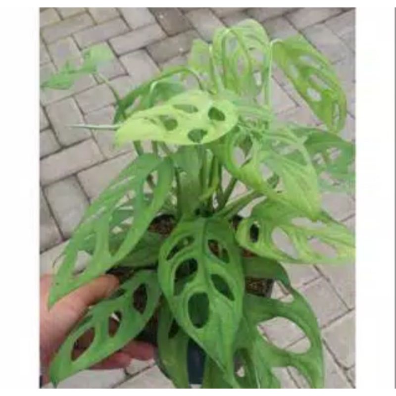 tanaman janda bolong pohon janda bolong